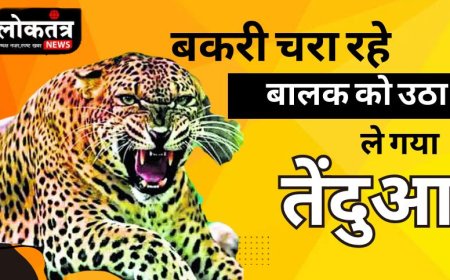 Loktantra news 13 वर्षीय बालक को उठा के ले गया तेंदुए मचा हड़कम