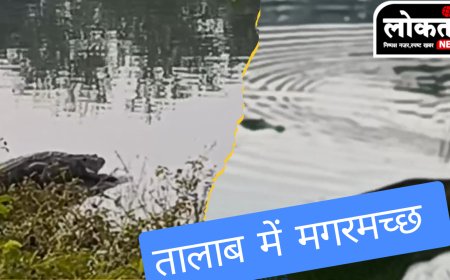 जबलपुर तालाब में मगरमच्छ वीडियो हुआ वायरल क्या वन विभाग लेगा संज्ञान