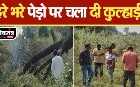 बुरहानपुर हरे भरे पेड़ों की कटाई खड़े हो रहे कई तरह के सवाल