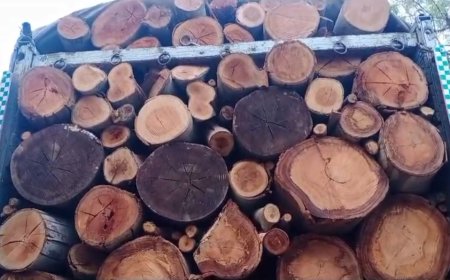 सिरोंज वन विभाग ने यूकेलिप्टस का अवैध परिवहन करते हुए ट्रक को पकड़ा