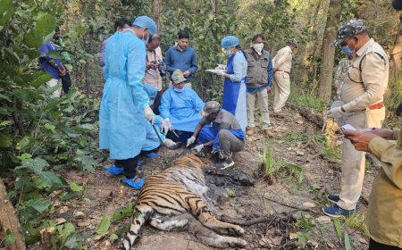 कान्हा किसली में बाघिन की मौत......