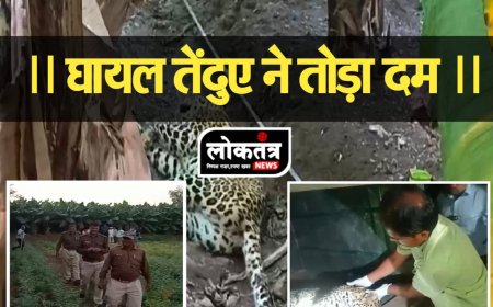 बड़वानी आपसी लड़ाई में घायल हुए तेंदुए की मौत