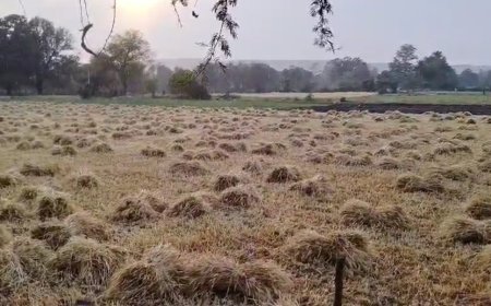 सागर बे मौसम बारिश खेत में खड़ी फसले हो रही खराब