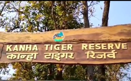 मंडला- बाघिन की मौत, दो माह में पांच मौते