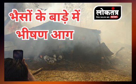 बुरहानपुर- भैसों के बाड़े में भीषण आग, जलकर स्वाहा हुआ बाड़ा, कई भैसों की मौत