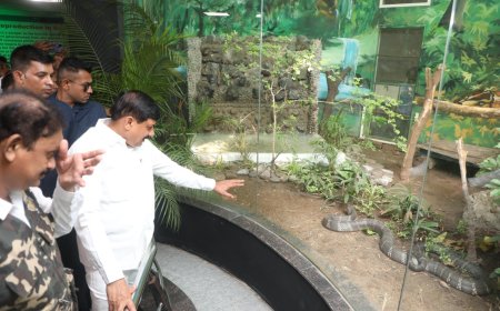 इंदौर - मुख्यमंत्री डॉ. मोहन यादव ने कमला नेहरू प्राणी संग्रहालय को दी नर किंग कोबरा की सौगात