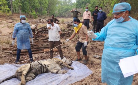 मंडला - कान्हा नेशनल पार्क में फिर एक बाघ की मौत, पत्थरों के नीचे दबने से हुई घटना