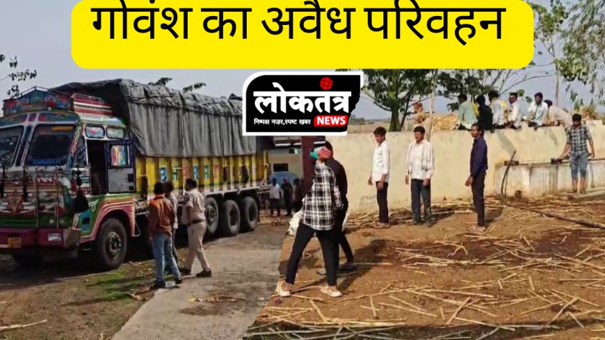 सेंधवा गो वंश का अवैध परिवहन करते ट्रक जप्त 55 गोवंश छुड़वाए