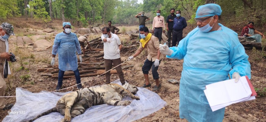 मंडला - कान्हा नेशनल पार्क में फिर एक बाघ की मौत, पत्थरों के नीचे दबने से हुई घटना
