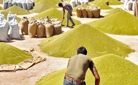 मूंग खरीदी की घोषणा पर उमंग सिंघार का बड़ा बयान किसानों की एकजुटता और कांग्रेस के संघर्ष के आगे सरकार झुकी