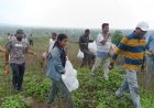 बुरहानपुर में बीजारोपण अभियान, कलेक्टर सहित अधिकारियों ने पहाड़ी पर डाले पलाश के बीज