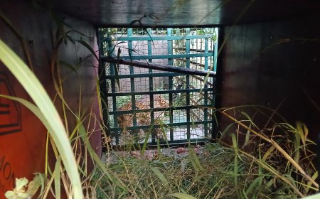 राजपुर आदमखोर तेंदुए पिंजरे में हुआ कैद दो मासूम को बनाया था तेंदुए ने अपना शिकार