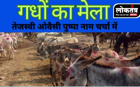 उज्जैन में लगा अनोखा गधों का मेला, तेजस्वी ‘ओवैसी’ और ‘पुष्पा’ नाम के गधों ने खींचा लोगों का ध्यान