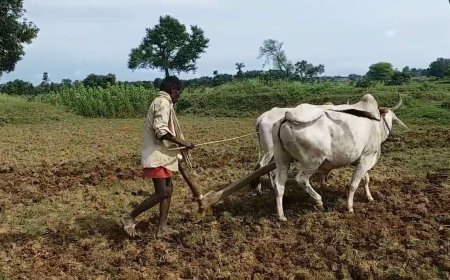 धान की बंपर पैदावार के लिए अपनाएं ये तरीका: नर्सरी तैयार करने से पहले रखें इन 5 बातों का ध्यान