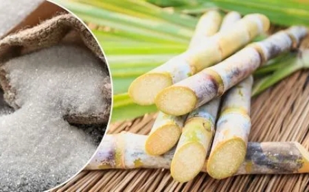 नरसिंहपुर: मध्य प्रदेश का 'शुगर बाउल', जहां से आता है राज्य का 80% गन्ना और विश्व प्रसिद्ध करेली गुड़