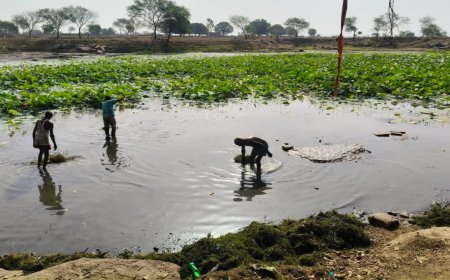 पन्ना का रहस्यमयी बजरंग धाम तलैया: कभी नहीं सूखता पानी, ग्रामीणों ने देखी 6 फीट लंबी 'देववंशी' मछली