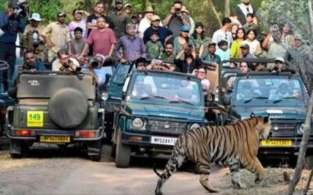 बांधवगढ़ टाइगर रिजर्व हुआ सख्त: नियमों का उल्लंघन करने वाले जिप्सी और गाइड पर होगी कड़ी कार्रवाई