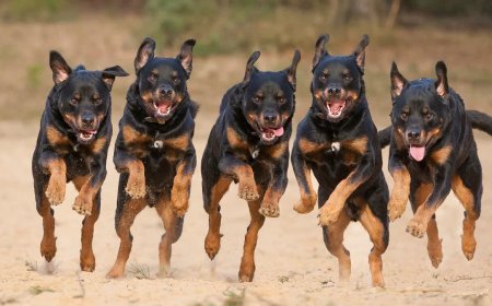 ग्वालियर में आवारा कुत्तों का आतंक: 7 लोगों को काटने के बाद दहशत में मोहल्लेवासी, एसपी ऑफिस पहुंचे लोग