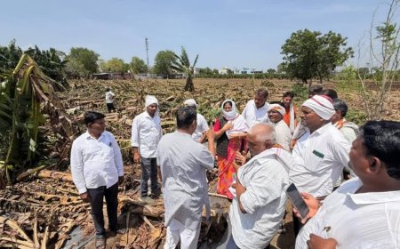 बुरहानपुर: प्राकृतिक आपदा से बर्बाद हुई केला फसल, किसानों ने शिवराज सिंह चौहान से की विशेष पैकेज की मांग