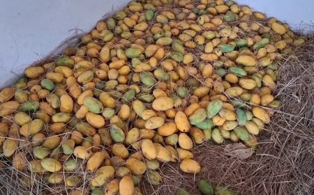 खंडवा का अनोखा किसान: घास में आम पकाकर पेश की मिसाल, मंडी जाने की जरूरत नहीं, घर पर ही बिक रहे 10 क्विंटल फल