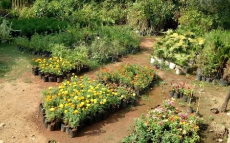ग्वालियर: उद्यानिकी विभाग का 'हरियाली मिशन', नर्सरी में तैयार किए जा रहे 50 हजार पौधे, 11 लाख का है लक्ष्य