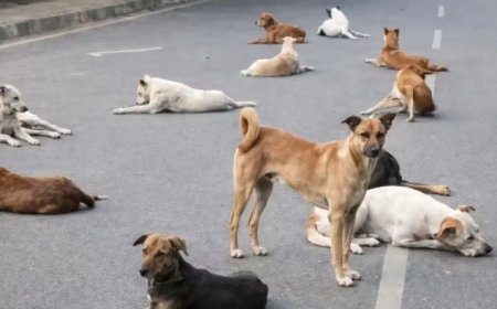 ग्वालियर में कुत्तों की नसबंदी में बड़ा फर्जीवाड़ा: डॉक्टर ने पेश किए फर्जी शपथ पत्र, एफआईआर दर्ज