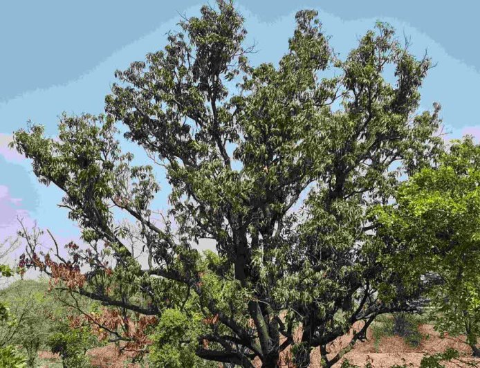 रतलाम में आम के पेड़ों पर संकट: अचानक सूख रहे हैं सैकड़ों साल पुराने पेड़, जानिए क्या है वजह?