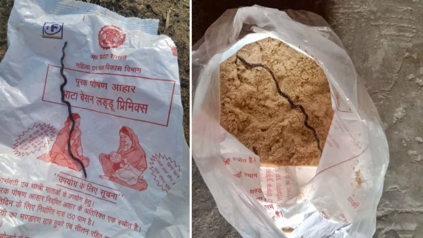 पांढुर्णा में बड़ी लापरवाही: आंगनवाड़ी के पोषण आहार पैकेट में निकला मरा हुआ सांप, मचा हड़कंप