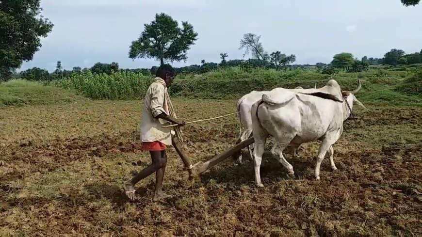 धान की बंपर पैदावार के लिए अपनाएं ये तरीका: नर्सरी तैयार करने से पहले रखें इन 5 बातों का ध्यान