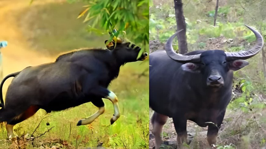 नरसिंहपुर में जंगली भैंसों का आतंक: शाहपुर गांव में फसलों को भारी नुकसान, ग्रामीणों में दहशत