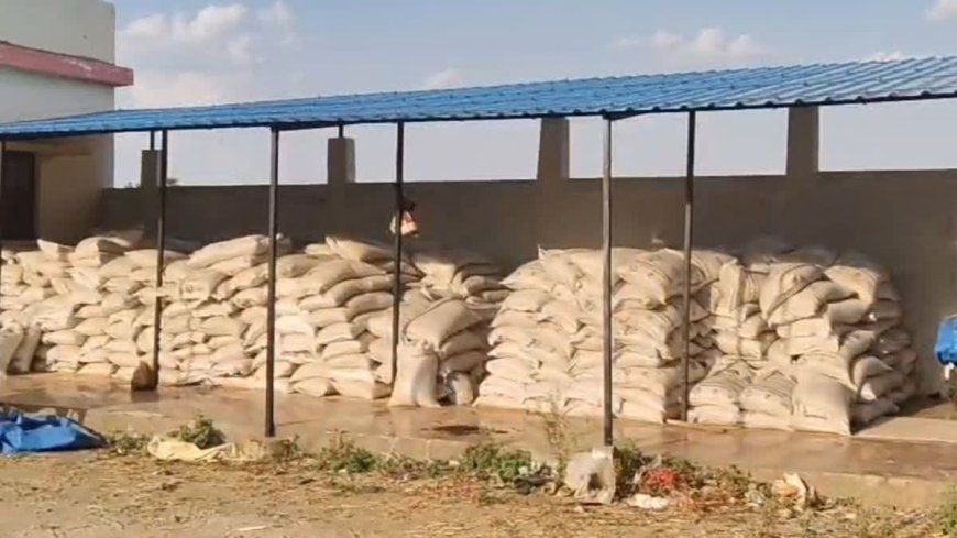 Sagar Wheat Procurement Scam: खरीदी केंद्र पर बड़ा खेल, अमानक स्तर के गेहूं में मिली भारी मात्रा में मिट्टी