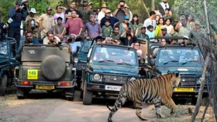 बांधवगढ़ टाइगर रिजर्व हुआ सख्त: नियमों का उल्लंघन करने वाले जिप्सी और गाइड पर होगी कड़ी कार्रवाई