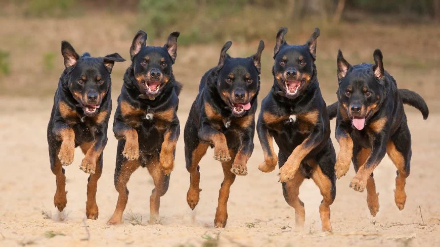 ग्वालियर में आवारा कुत्तों का आतंक: 7 लोगों को काटने के बाद दहशत में मोहल्लेवासी, एसपी ऑफिस पहुंचे लोग