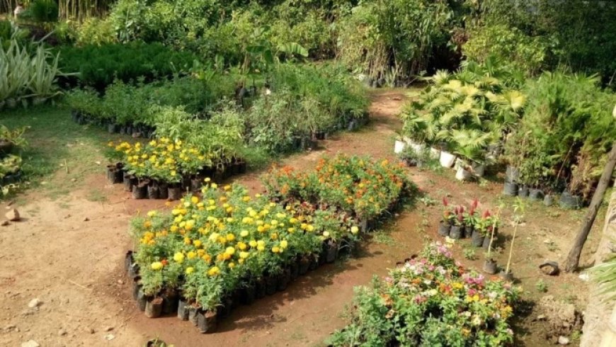 ग्वालियर: उद्यानिकी विभाग का 'हरियाली मिशन', नर्सरी में तैयार किए जा रहे 50 हजार पौधे, 11 लाख का है लक्ष्य