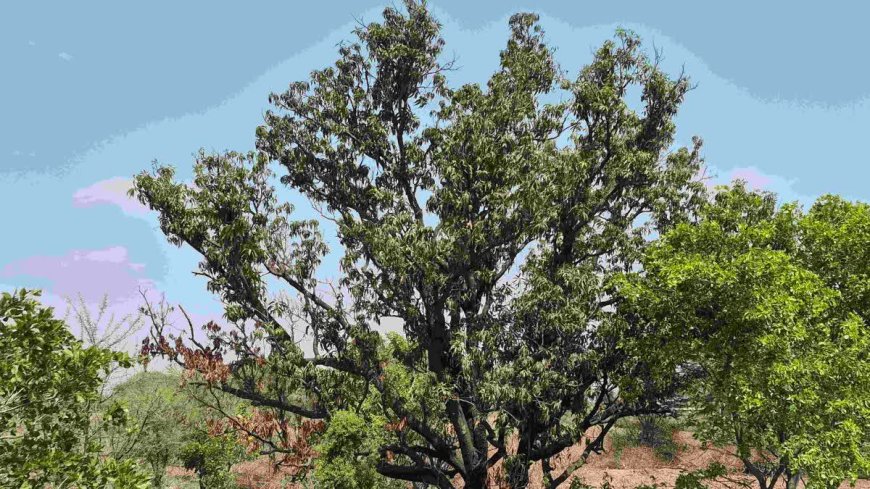 रतलाम में आम के पेड़ों पर संकट: अचानक सूख रहे हैं सैकड़ों साल पुराने पेड़, जानिए क्या है वजह?